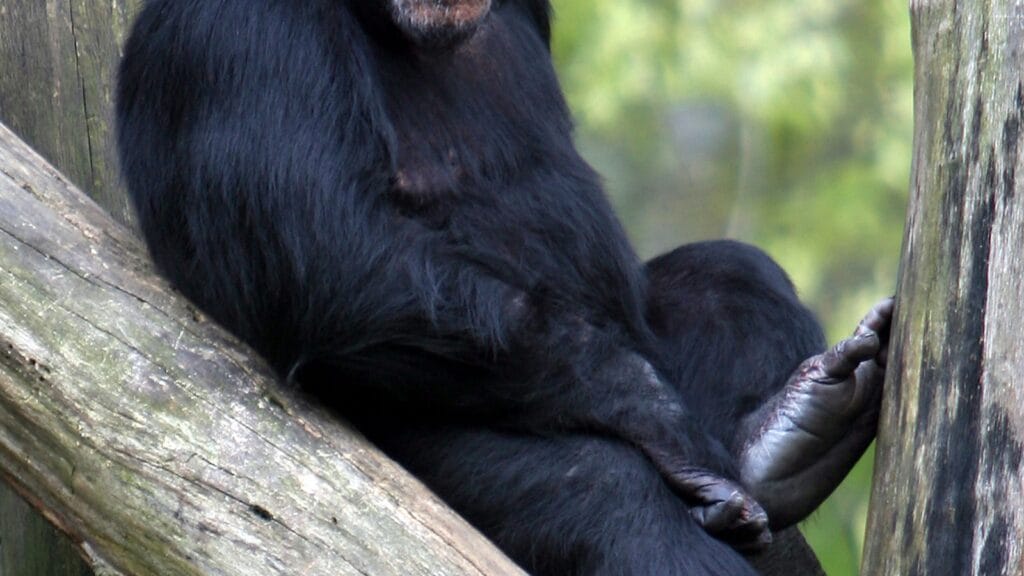 A chimpanzee sitting and looking towards the camera