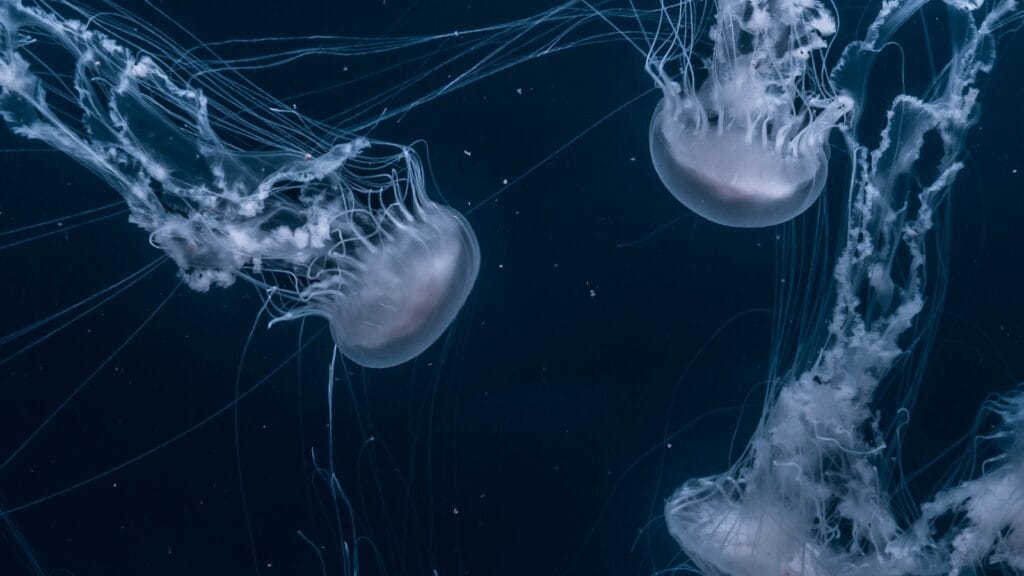 A translucent jellyfish drifting in dark water
