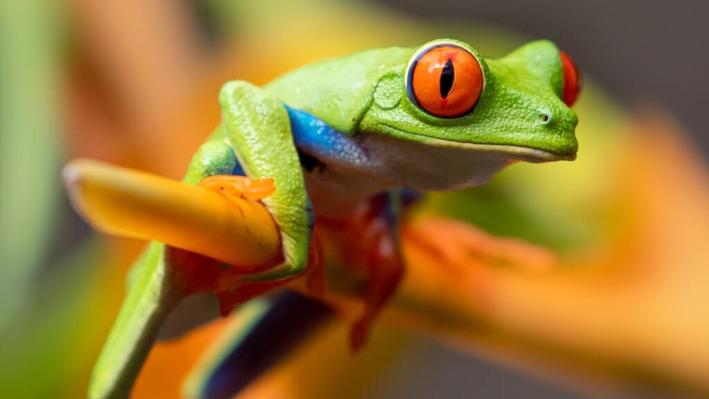 A bright green tree frog perched on a leaf